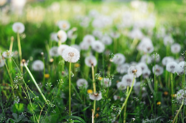 Blossom dandelions at the spring mood with blurry green