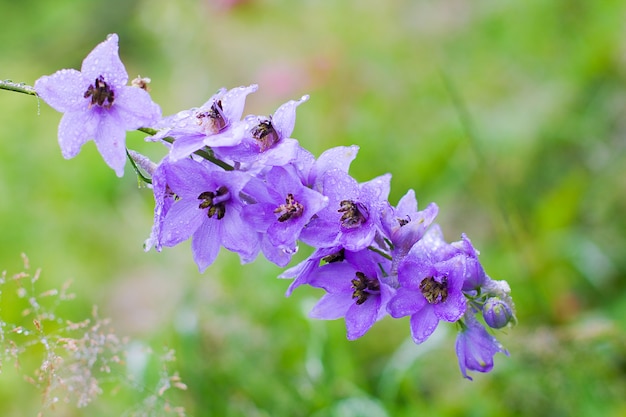 花-多年生の庭のデルフィニウムの花