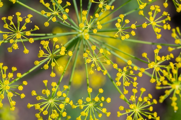 Blossom dill plant on a green background macro photography on a sunny summer day