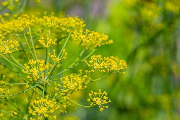 Pianta di aneto in fiore su una fotografia macro di sfondo verde in una soleggiata giornata estiva