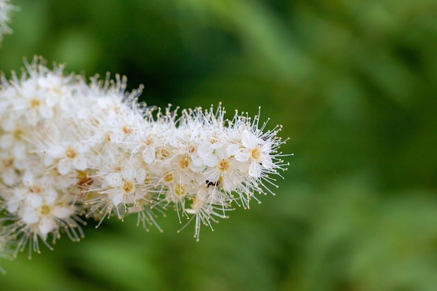 写真 夏の日のマクロ撮影で緑の背景に花 false spiraea。