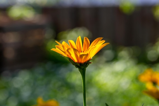 夏の晴れた日のマクロ撮影で緑の背景に偽ひまわりの花。