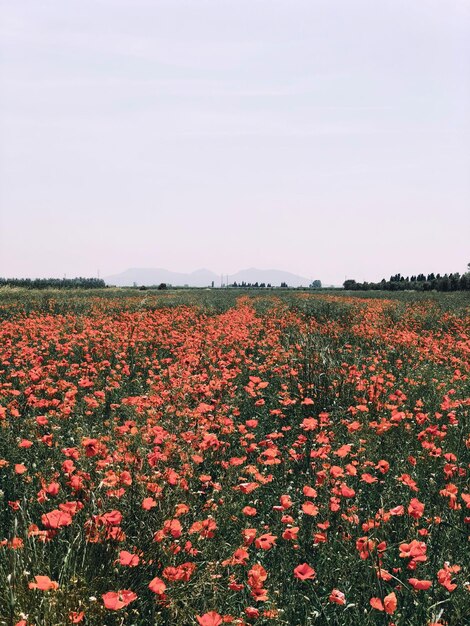 Blossom field of poppy mediterranean landscape