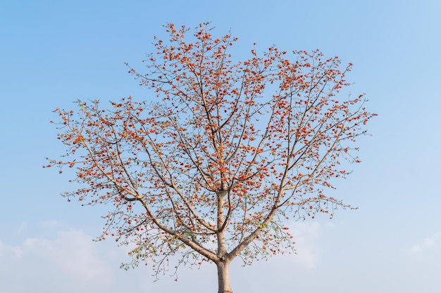푸른 하늘 배경을 가진 Bombax ceiba 나무 또는 실크 목화 나무의 꽃