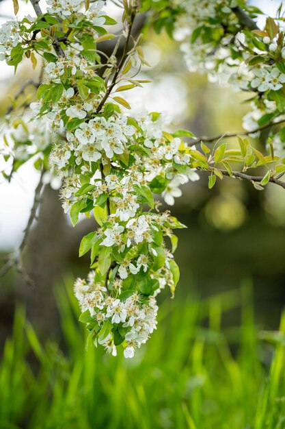 Blossom on flowers on apple fruit trees in spring