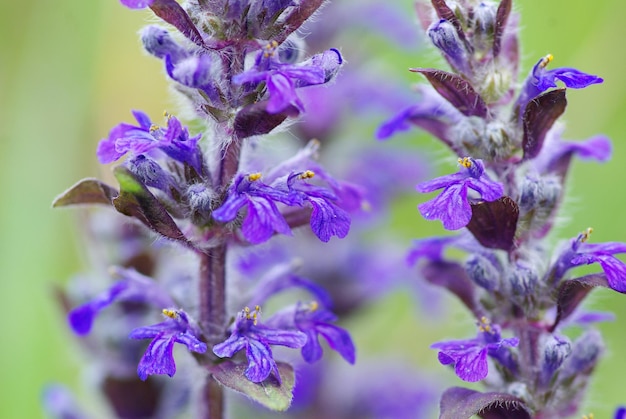 Blossom flowers