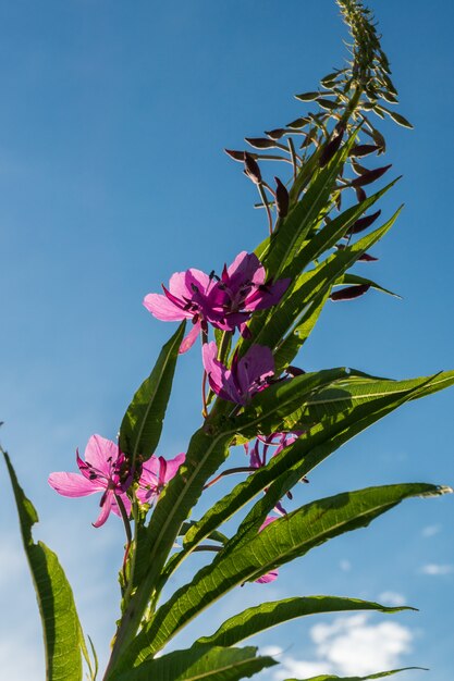 花の花