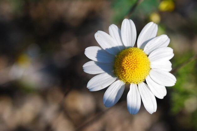 いちごの花