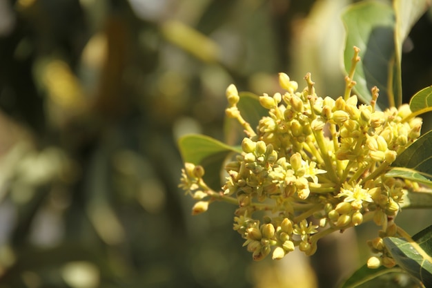 blossom fruit under the day light of the summer season