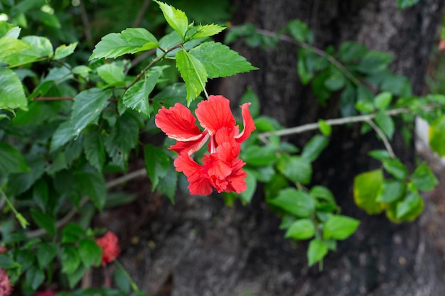 나무에 히비스커스 schizopetalus 꽃의 꽃