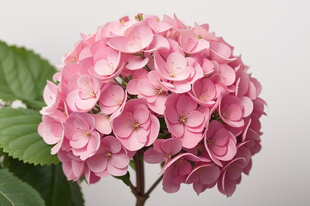 Blossom hydrangea pink flower on a white background floral background isolated