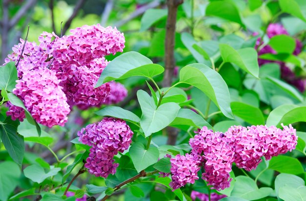 Blossom lilac twig with pink flowers in spring park