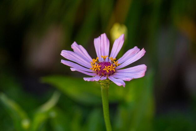 Blossom lilac zinnia flower on a green background on a summer day macro photography