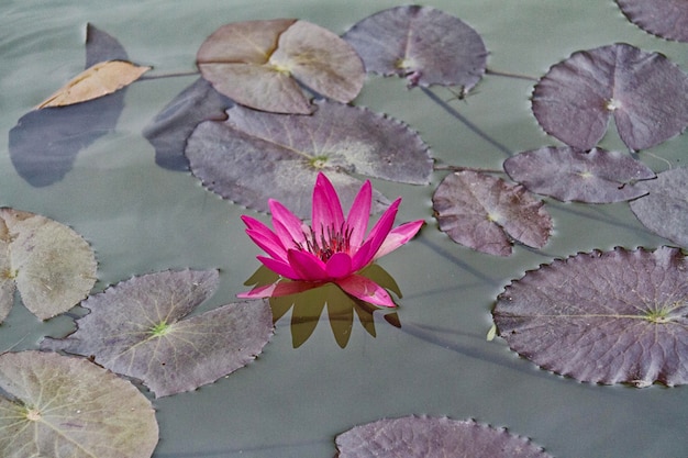 Blossom lotus flower in Japanese pond focus on flower