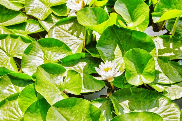 Blossom Lotus in typical Chinese garden, park. Beijing.China.