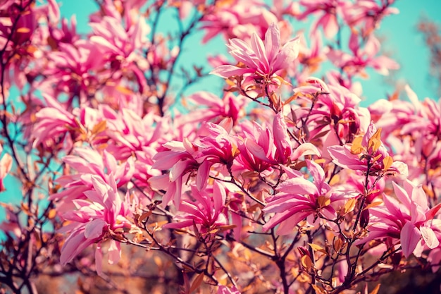 Blossom magnolia flowers against sky Springtime