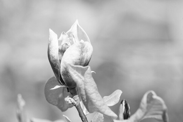 Blossom of magnolia tree on sunny day spring flower