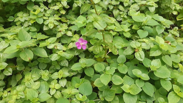 写真 花をかせてくれ