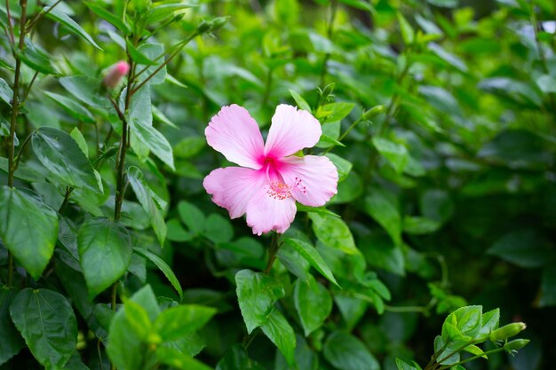 사진 나무에 핑크 히비스커스 꽃의 꽃