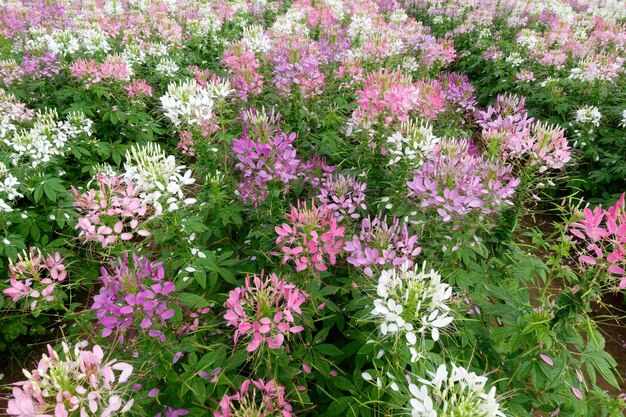 사진 스파이더 꽃의 꽃 필드 또는 클레오메 하슬레리아나 (cleome hassleriana)