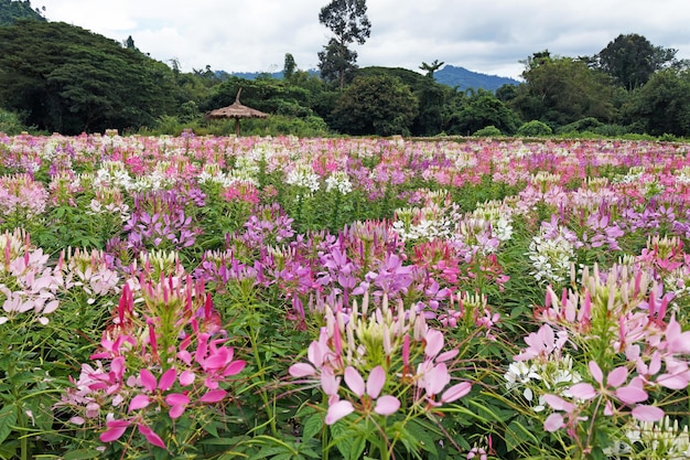 사진 스파이더 꽃의 꽃 필드 또는 클레오메 하슬레리아나 (cleome hassleriana)