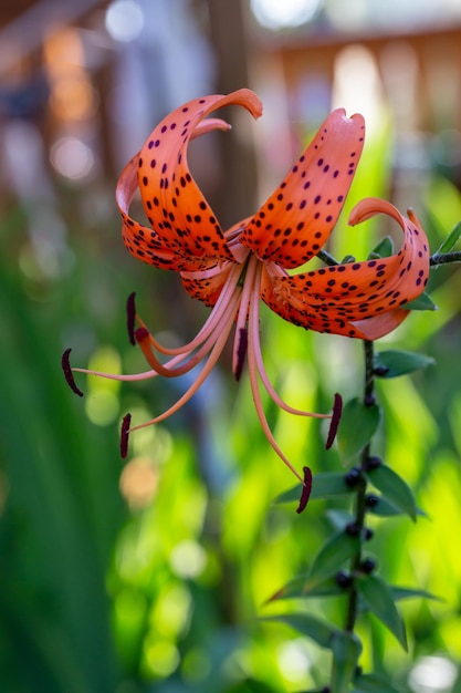 夏の夕日の光のマクロ撮影でオレンジ色のオニユリの花