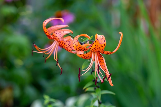 Blossom orange tiger lily in a summer sunset light macro photography.