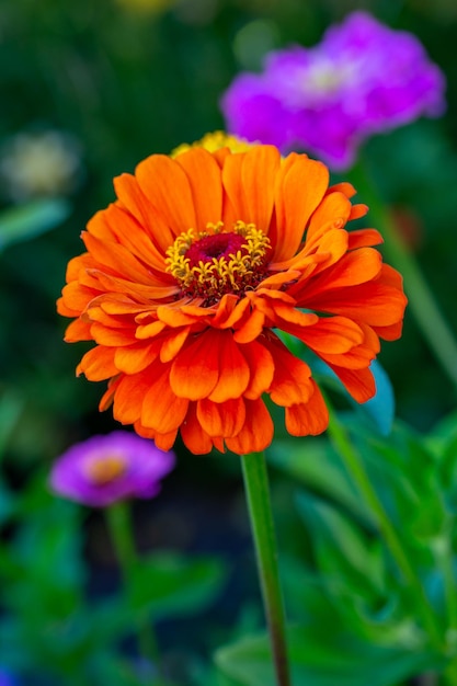 Blossom orange zinnia flower on a green background on a summer day macro photography.