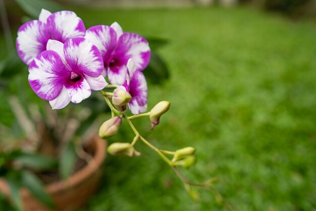 Blossom orchids