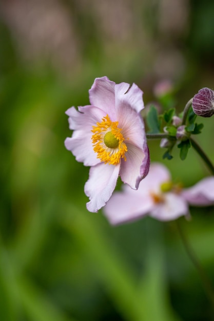 Blossom pale pink anemone flower macro photography in summer day