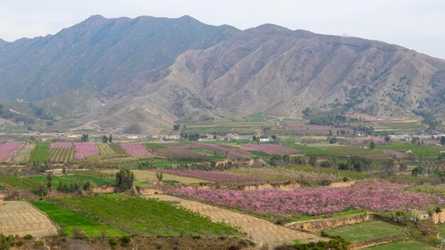 Foto fiore di alberi da frutto di pesca in primavera