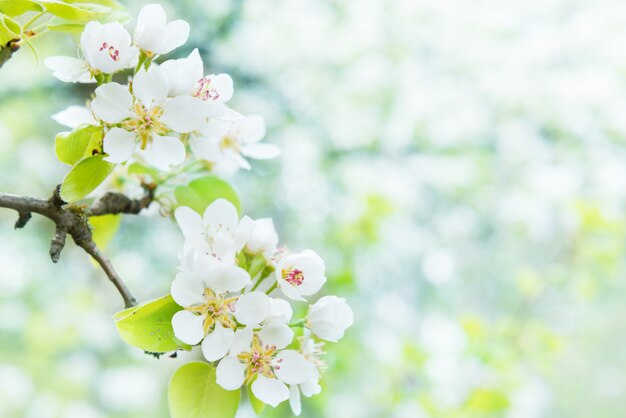 Blossom pear tree in white flowers and green background