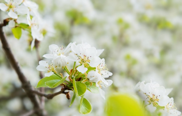 Blossom pear tree in white flowers and green background