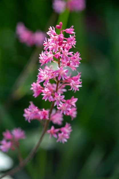 夏のマクロ撮影で緑の背景に花ピンクのアスティルベの花