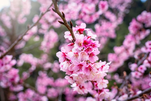Цветущая розовая вишня на дереве весной