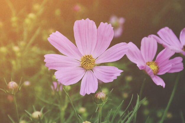 庭の花のピンクのコスモス