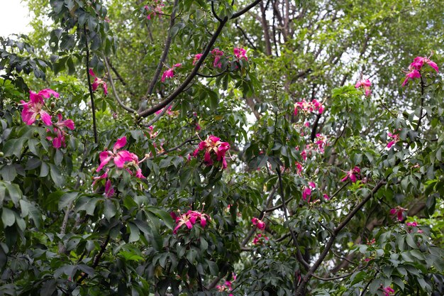 シルクフロスツリーチョリシアの花のピンクの花