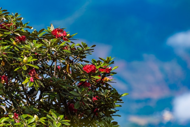 Blossom pink flower tree over nature background, Spring flowers background