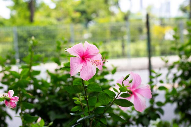 Blossom of pink hibiscus flower on tree