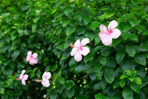 Blossom of pink hibiscus flower on tree