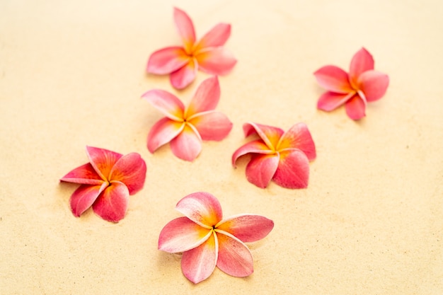 모래 해변 배경 복사 공간에 꽃 핑크 plumeria 또는 frangipani 꽃