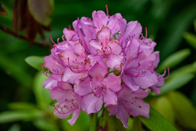 Blossom pink rhododendron flower on a summer sunny day macro photography