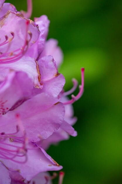Blossom pink rhododendron flower on a summer sunny day macro photography