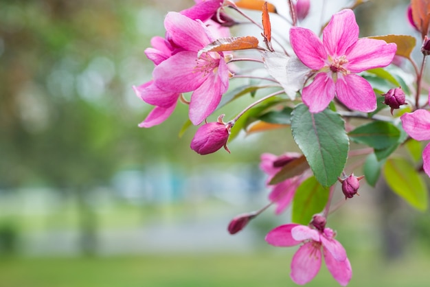 公園の春の桜の枝にピンクの桜の花の花