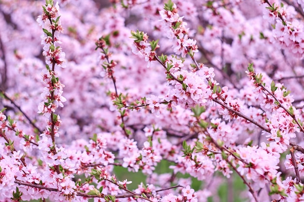 Blossom pink tree over nature background