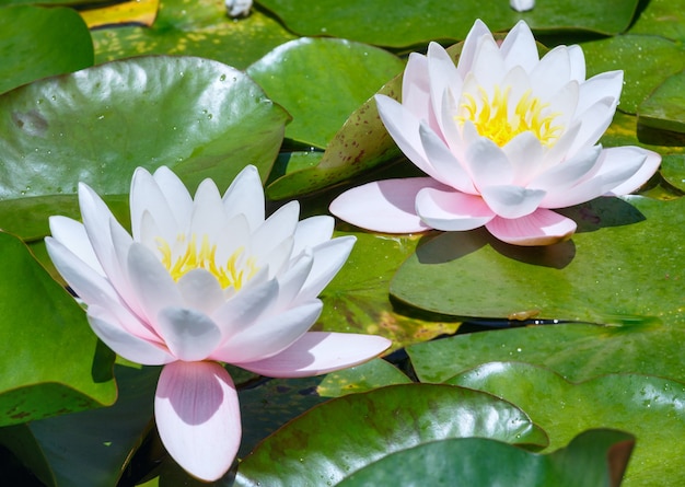 Blossom pink water lily in park.