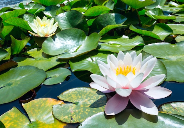 Blossom pink water lily in park.