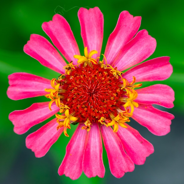 Blossom pink zinnia flower on a green background on a summer day macro photography