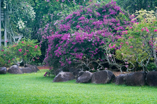 花の植物