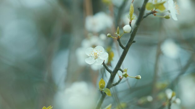 Blossom plum tree blossoming branches of cherry plum light shining through leaves